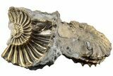 Pyritized (Pleuroceras) Ammonite Fossil - Germany #196953-1